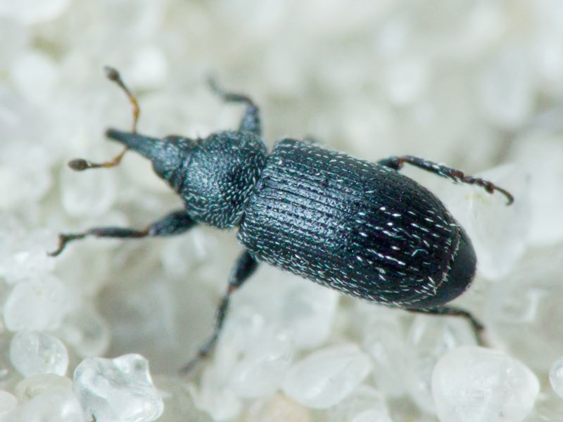 Gymnetron melanarium Germar, 1821